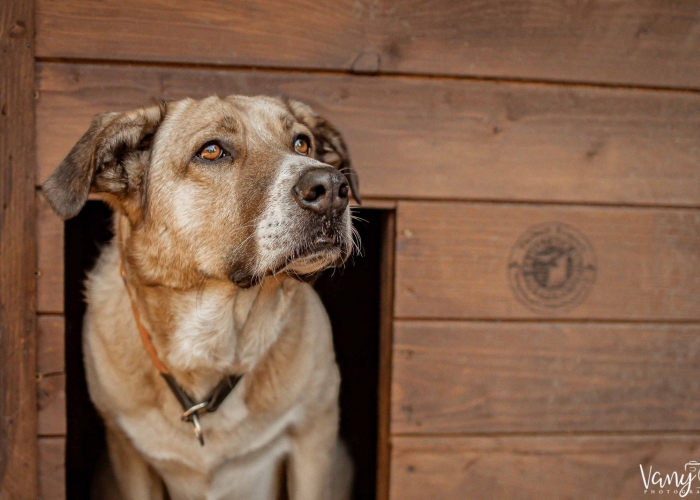 Hund, Kangal-Mischling, Willy Wonka , Tierheim Burgdorf