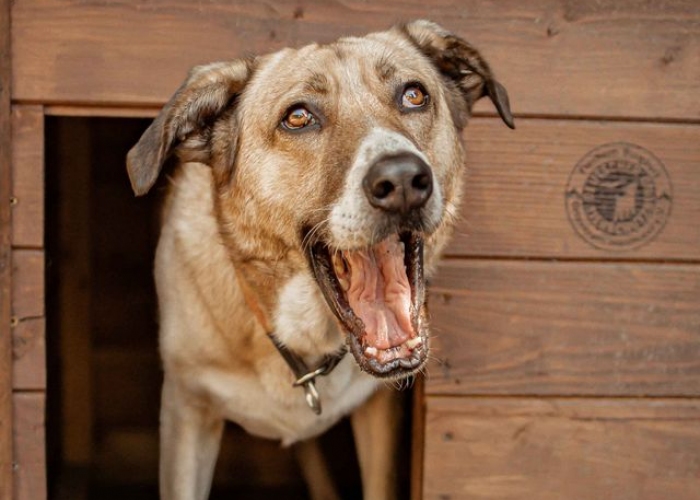 Kangal-Mischling-Hund, Willy Wonka , Tierheim Burgdorf