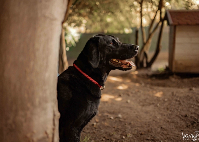 Hund, Labrador(-Mischling), Nala, Tierheim Burgdorf