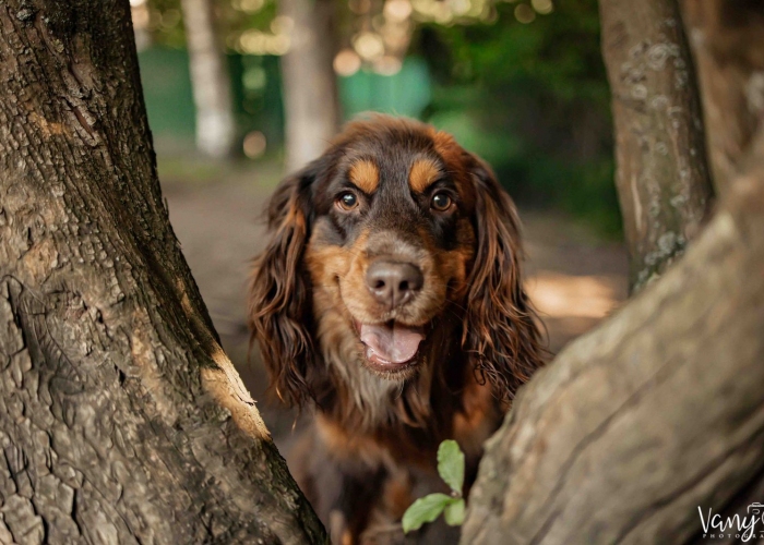 Hund, Cotralian (Australian Shepherd-Cocker Spaniel-Mischling), Buddy, Tierheim Burgdorf