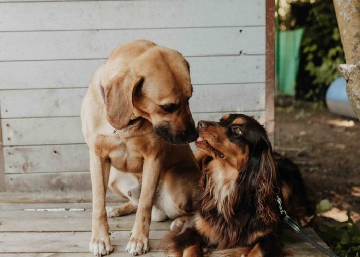 Bracken-Mischling-Hund, Sprotte, Tierheim Burgdorf
