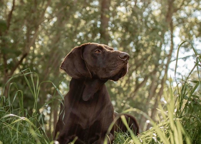 Hund, Deutsch-Kurzhaar (Mix), Paul, Tierheim Burgdorf