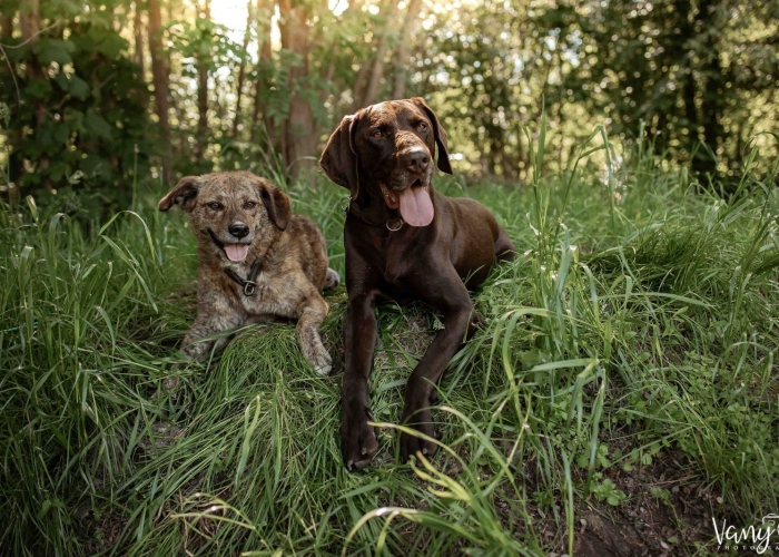 Rumänischer Edelmix-Hund, Valea, Tierheim Burgdorf