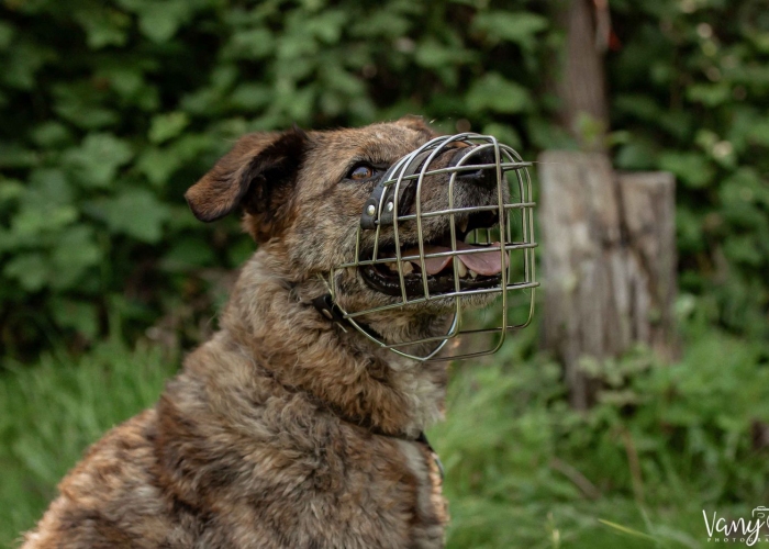 Hund, Rumänischer Edelmix, Valea, Tierheim Burgdorf