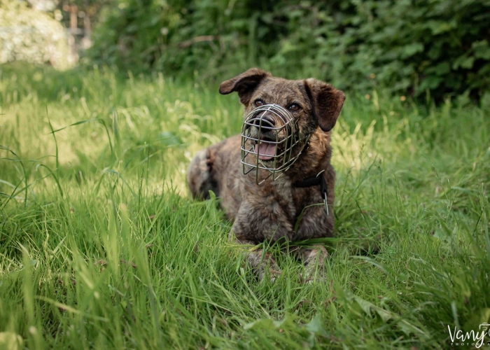 Rumänischer Edelmix-Hund, Valea, Tierheim Burgdorf