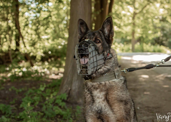 Hund, Deutscher Schäferhund (Arbeitslinie), Ricola, Tierheim Burgdorf