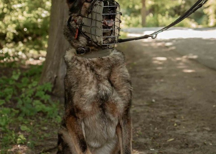 Deutscher Schäferhund (Arbeitslinie)-Hund, Ricola, Tierheim Burgdorf
