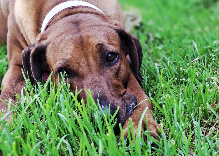 Hund, Rhodesian Ridgeback, Jamila, Tierheim Burgdorf