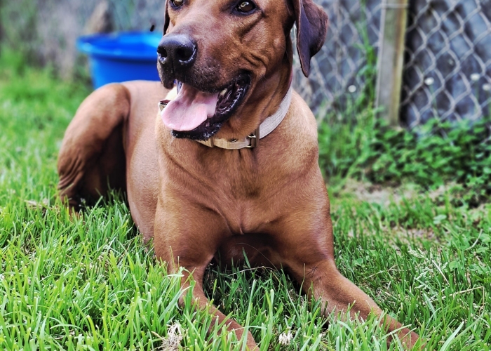 Rhodesian Ridgeback-Hund, Jamila, Tierheim Burgdorf