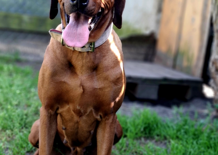 Rhodesian Ridgeback-Hund, Jamila, Tierheim Burgdorf