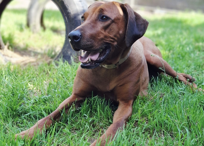 Rhodesian Ridgeback-Hund, Jamila, Tierheim Burgdorf