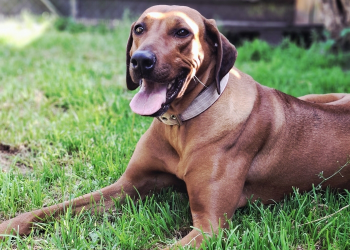 Rhodesian Ridgeback-Hund, Jamila, Tierheim Burgdorf