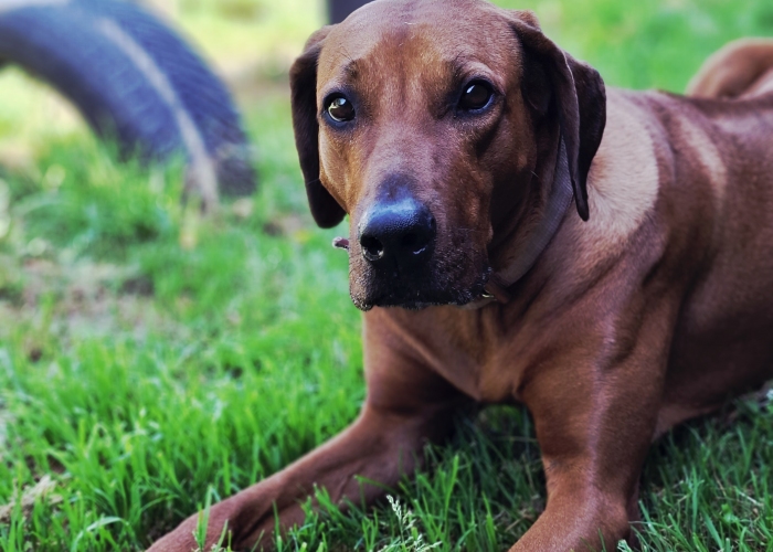 Rhodesian Ridgeback-Hund, Jamila, Tierheim Burgdorf