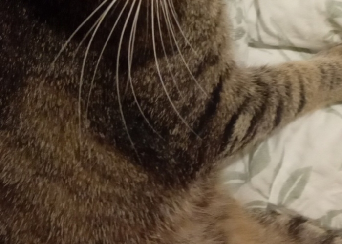 EKH-Katze, Simba, Tierheim Burgdorf