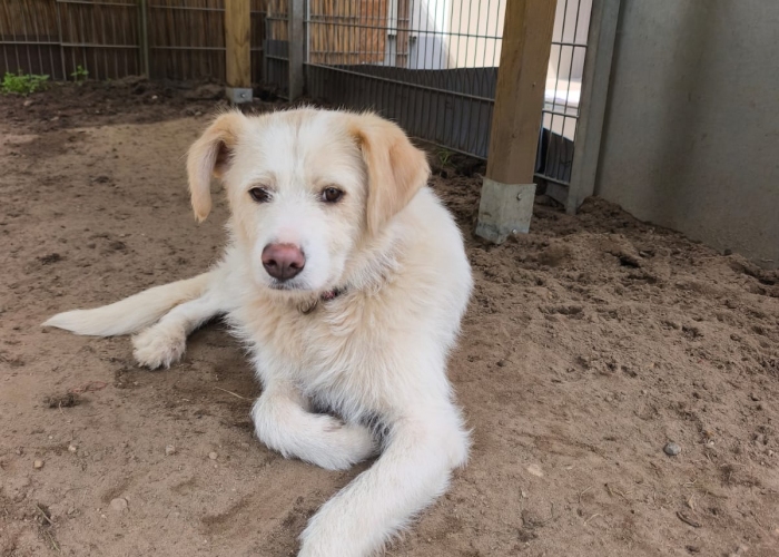 Mischling-Hund, Vicky, Tierheim Burgdorf