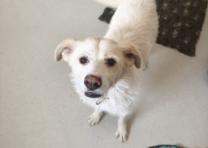 Mischling-Hund, Vicky, Tierheim Burgdorf