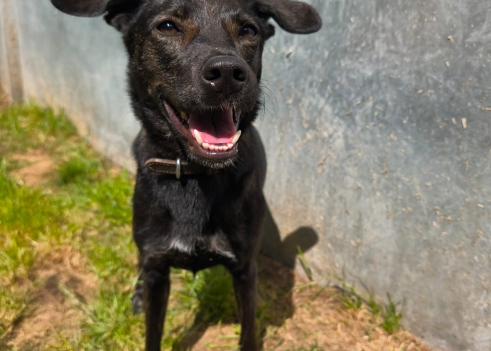 Hund, Windhund - Mix, Tiffany, Tierheim Burgdorf