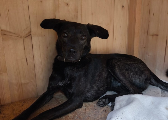 Windhund - Mix-Hund, Tiffany, Tierheim Burgdorf