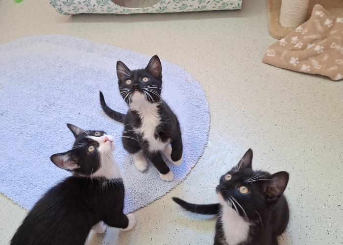 Katze, EKH, Gauner, Gilda und Greetje, Tierheim Burgdorf