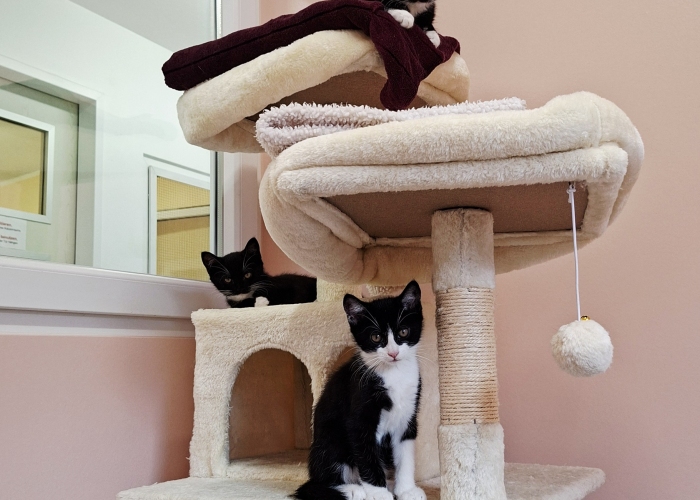 EKH-Katze, Gauner, Gilda und Greetje, Tierheim Burgdorf
