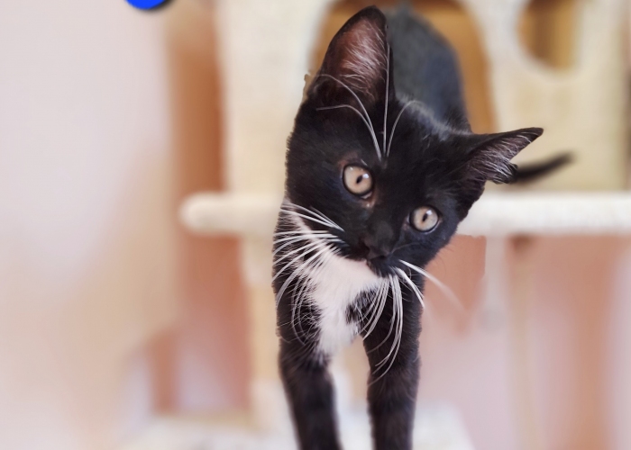 EKH-Katze, Gauner, Gilda und Greetje, Tierheim Burgdorf