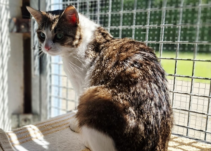 EKH-Katze, Falk, Tierheim Burgdorf
