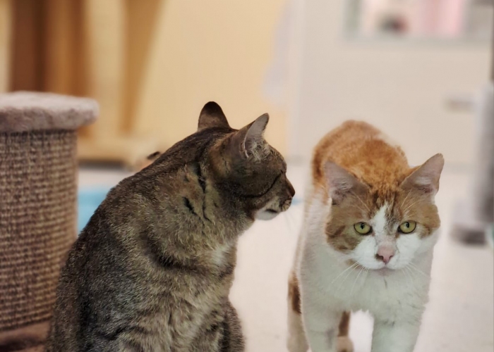 EKH-Katze, Bratan & Rigatoni, Tierheim Burgdorf