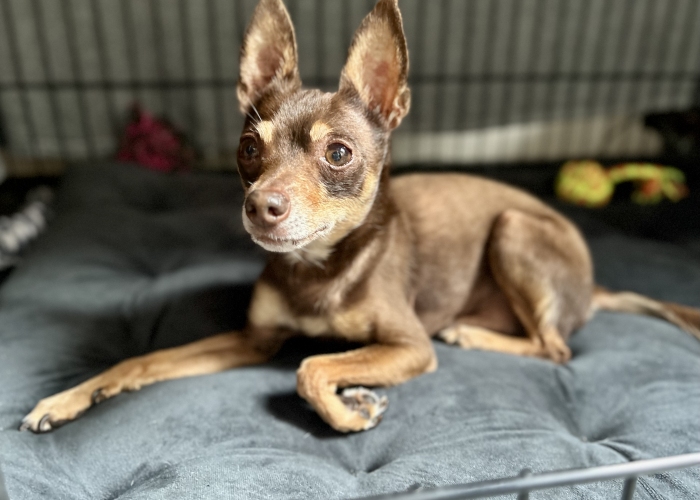 Russkiy Toy-Hund, Ronny, Tierheim Burgdorf