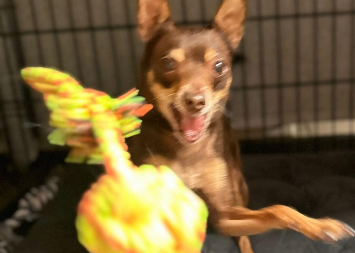 Russkiy Toy-Hund, Ronny, Tierheim Burgdorf