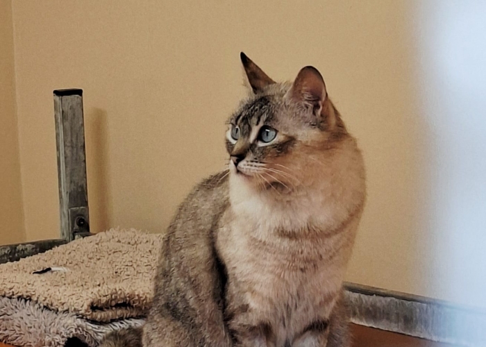 Siam-Mix-Katze, Lei, Tierheim Burgdorf