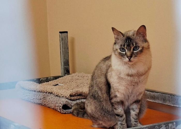Siam-Mix-Katze, Lei, Tierheim Burgdorf