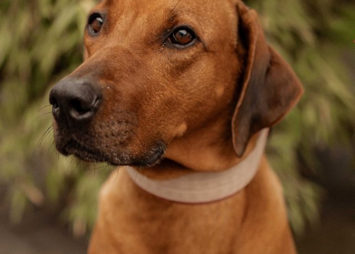 Hund, Rhodesian Ridgeback, Jamila, Tierheim Burgdorf