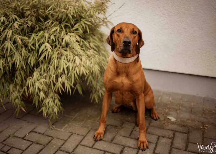 Rhodesian Ridgeback-Hund, Jamila, Tierheim Burgdorf