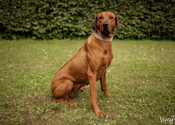 Rhodesian Ridgeback-Hund, Jamila, Tierheim Burgdorf