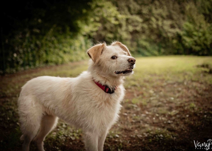 Mischling-Hund, Vicky, Tierheim Burgdorf