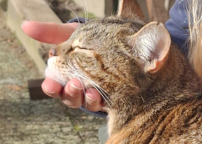 EKH-Katze, Anny, Tierheim Burgdorf