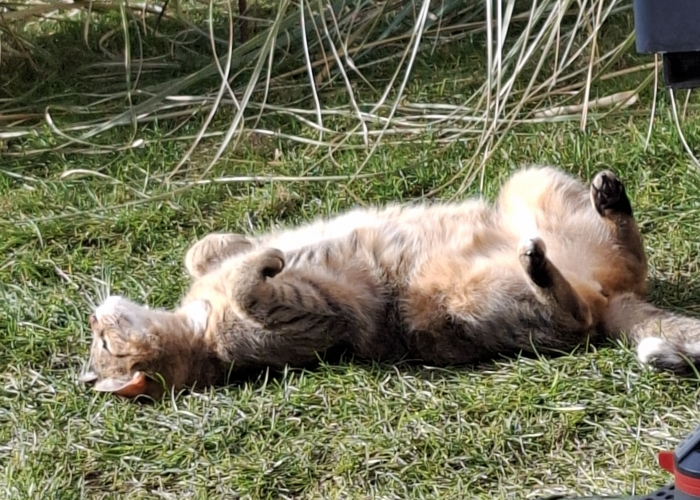 EKH-Katze, Anny, Tierheim Burgdorf