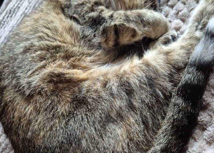 EKH-Katze, Anny, Tierheim Burgdorf