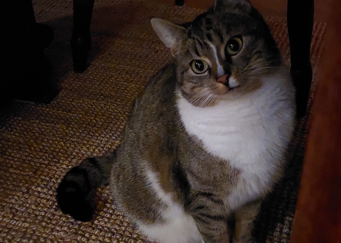 EKH-Katze, Socke, Tierheim Burgdorf