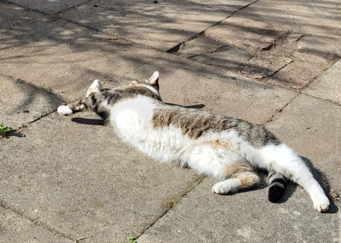 Katze, EKH, Socke, Tierheim Burgdorf