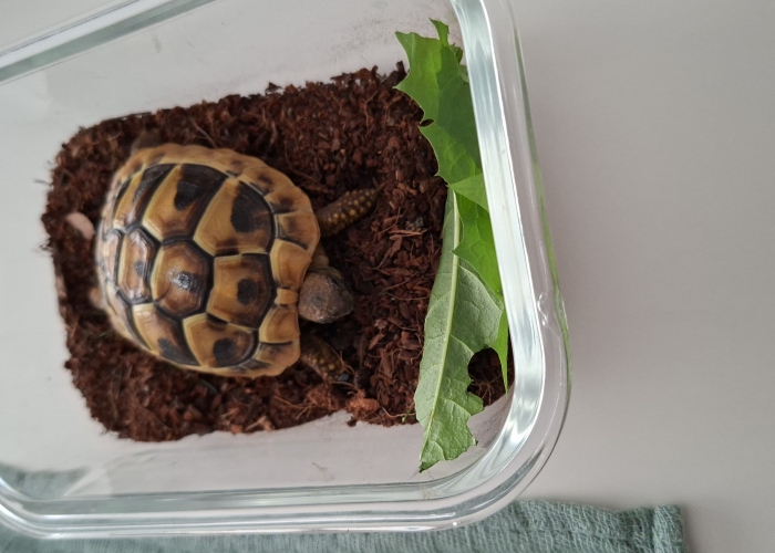 Sonstiges, Schildkröte, Eli, Tierheim Burgdorf