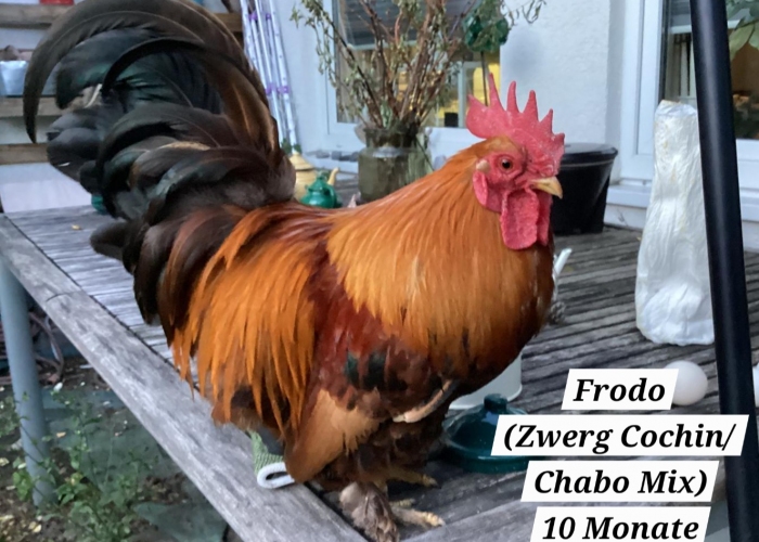 Vogel, Zwerg Cochin-Chabo Mix Hahn, Frodo, Tierheim Burgdorf