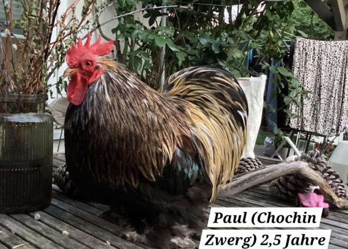 Vogel, Zwerg Cochin Hahn, Paul, Tierheim Burgdorf