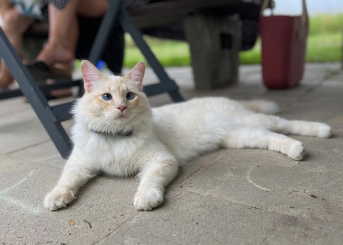 Katze, Norwegische Waldkatze / Ragdoll Mix, Fiete, Tierheim Burgdorf