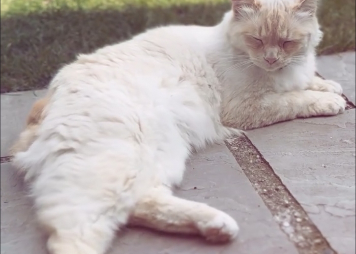 Norwegische Waldkatze / Ragdoll Mix-Katze, Fiete, Tierheim Burgdorf