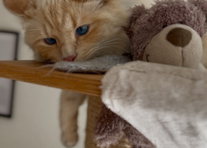 Norwegische Waldkatze / Ragdoll Mix-Katze, Fiete, Tierheim Burgdorf