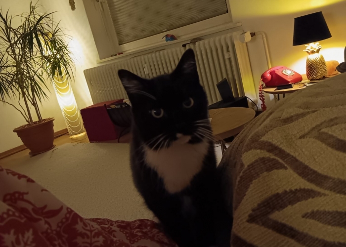 EKH-Katze, Lili, Tierheim Burgdorf