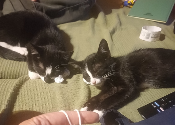 Katze, EKH, Sophie und Aggie, Tierheim Burgdorf