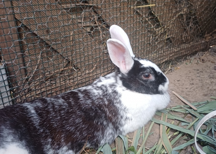 Riesen Mix-Kleintier, Floki und Skylor, Tierheim Burgdorf