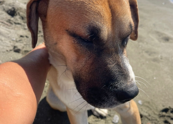 Hellinikos Pimenikós-Mix-Hund, Elios, Tierheim Burgdorf